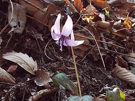 写真:里山の代表的なピンクの花カタクリ