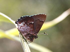 写真:枯れ葉に擬態している2センチメートル程の小さな蝶、コツバメ