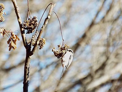 写真：幹から垂れ下がったカラスザンショウの果序に脚でつかまり、実をついばむエナガ