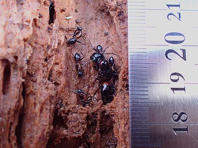 写真:崩した倒木の隙間にムネアカオオアリが女王アリを囲むようにじっとしている