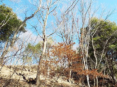 写真：葉のない木、緑の葉のある木の間に茶色い葉を枝いっぱいにつけた木が混ざる