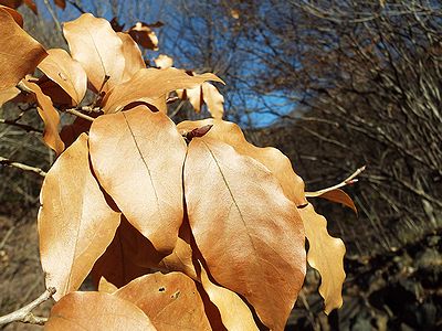 写真：光沢のある茶色い葉のヤマコウバシ