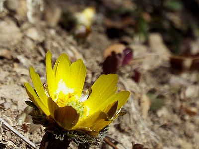 写真：花開いたフクジュソウと蕾