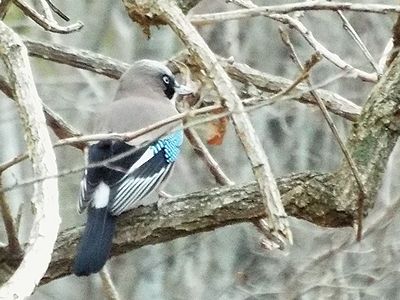 写真:木の枝に止まるカケス