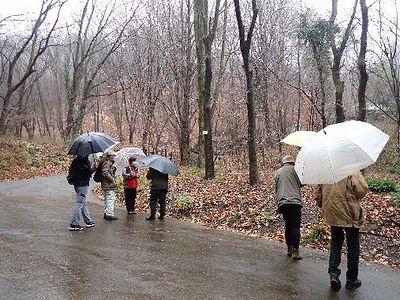 写真：傘をさして園内を歩く参加者たち