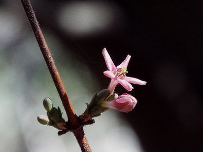 写真：星形のピンク色の花ミヤマウグイスカグラ