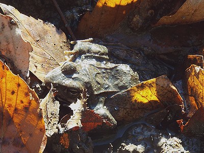写真:隠れていたのに落ち葉を取られ身をあらわにしたヤマアカガエル