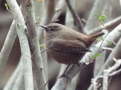 写真：藪の中、枝にとまるミソサザイ