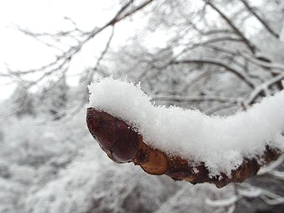 写真:トチノキの梢に降り積もった雪