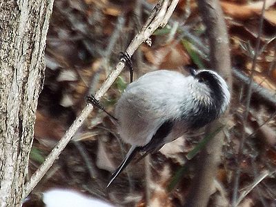 写真:細い枝にとまるエナガ、黒い羽根の一部にピンク色が入る