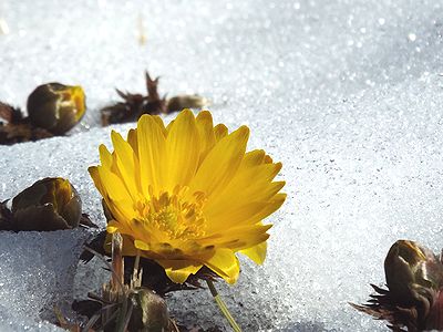 写真：八重咲きのフクジュソウ