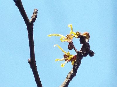 写真：黄色いリボンのような花弁を四方にのばしたマンサクの花