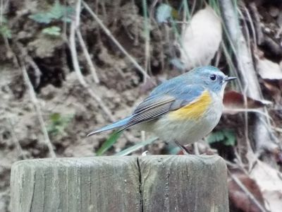 写真：水色の鳥ルリビタキ