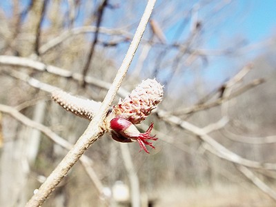 写真：雌花と雄花が並んで枝から出ているツノハシバミ