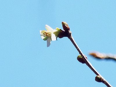 写真：花びらの小さい山の桜チョウジザクラ