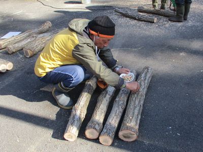 写真：ドリルで開けた穴に種駒を一つ一つ挿していく