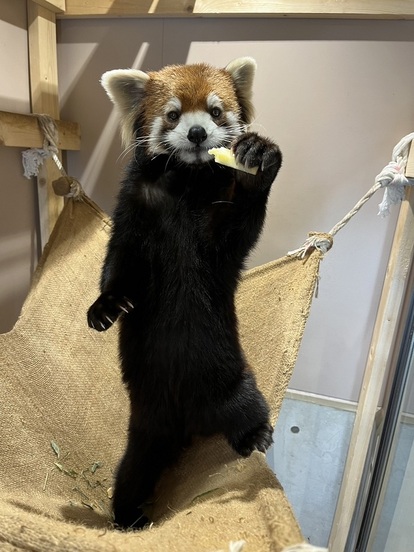 立ち上がるレッサーパンダのフラン