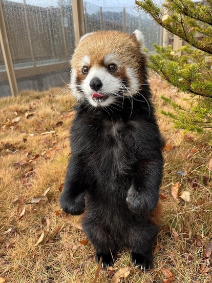 たちあがるレッサーパンダのライム