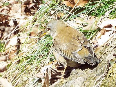 写真:傾斜のきつい斜面で脚を踏ん張るような体勢のシロハラ