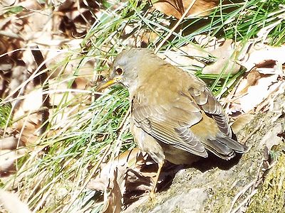 写真：傾斜のきつい斜面で脚を踏ん張るような体勢のシロハラ