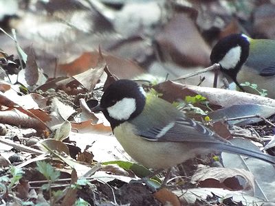 写真:落ち葉で下を向きながら移動する2羽のシジュウカラ
