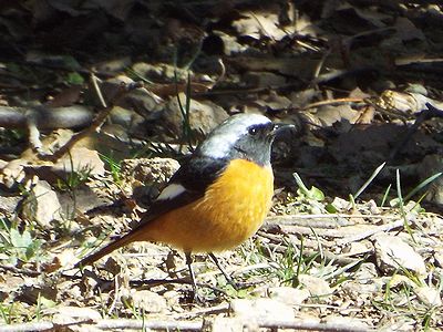 写真：冬鳥の代表種でお腹がオレンジ色のジョウビタキ