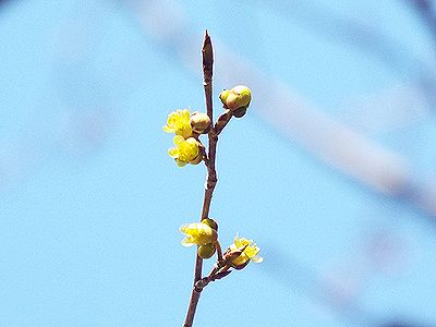 写真：紡錘形の葉芽の下に薄黄色の花が1つ2つずつ咲いている