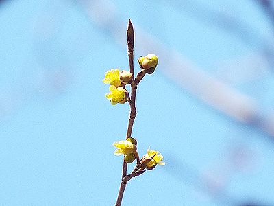 写真:紡錘形の葉芽の下に薄黄色の花が1つ2つずつ咲いている