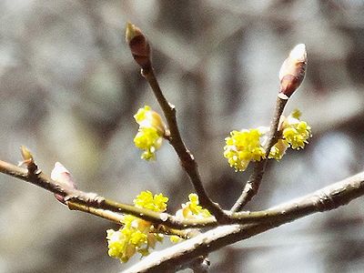 写真：長卵形の葉芽の下に濃い黄色の小花が集まって咲いている