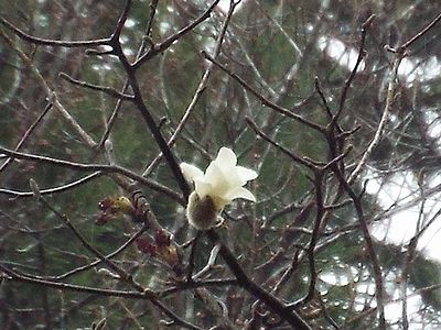 写真：純白の花を空にむけて咲かすコブシ