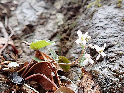 写真：菜の花に似た白い4枚の花弁を広げるユリワサビの花