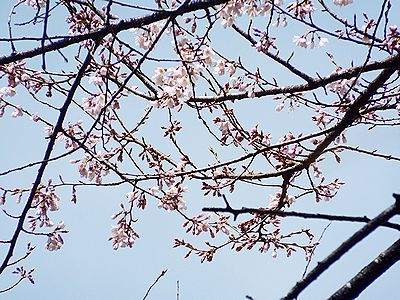 写真：ソメイヨシノより小ぶりな花を咲かせるエドヒガン