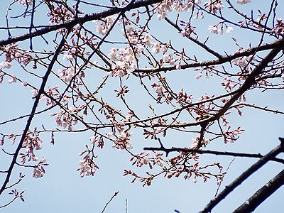 写真:ソメイヨシノより小ぶりな花を咲かせるエドヒガン