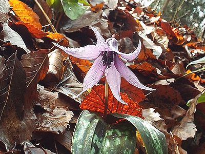 写真:カタクリの開いた濃紫色の花弁に大きな水滴がついている