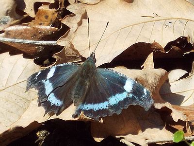 写真:落ち葉の上で羽をひろげるルリタテハ
