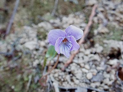 写真：薄紫の菫、シハイスミレ