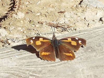 写真:頭部がとんがっているのでテングチョウ