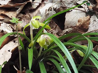写真:透けるような黄緑色の花を咲かせるシュンラン