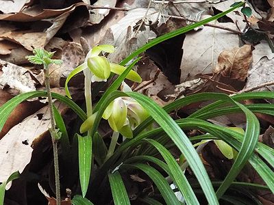 写真：透けるような黄緑色の花を咲かせるシュンラン