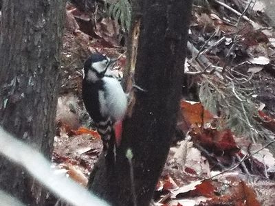 写真：アカゲラと縦にいくつも穴が開けられた木