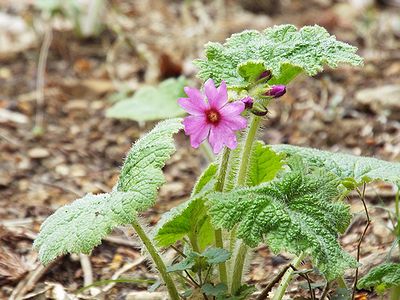 写真：濃いピンク色のサクラに似た花カッコソウ