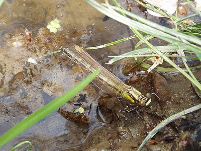 写真:水際の水面ギリギリで羽化したての体を伸ばすトンボ、コサナエ