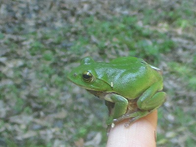 写真:緑一色の小型のカエル
