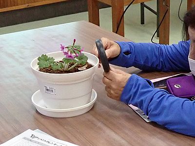 写真:テーブルの上に置かれた鉢植えのカッコソウをルーペで観察する参加者