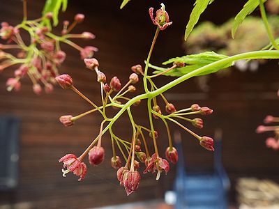 写真：枝先に人に気づかれないような数ミリメートルの小さな花をつけるイロハモミジ