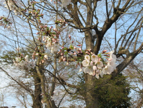 園内の桜の写真