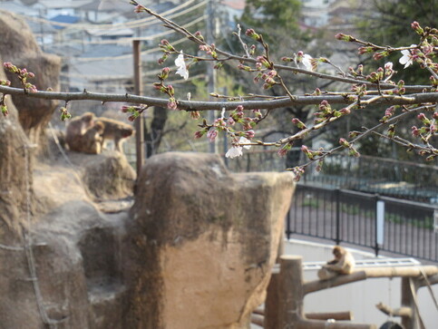ニホンザルと桜の写真