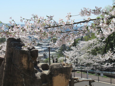 桜とニホンザルの写真