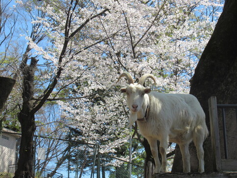 ヤギと桜の写真