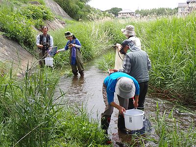 写真:川の流れの中に網を入れて生きものを探す参加者たち
